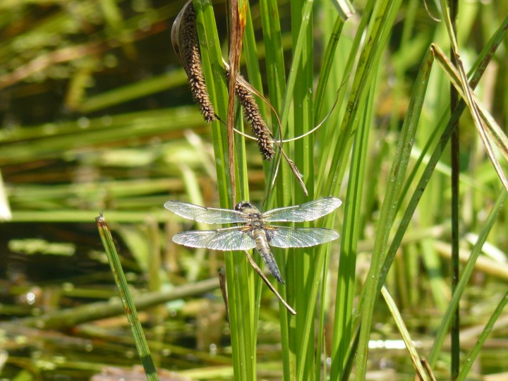 Ważka