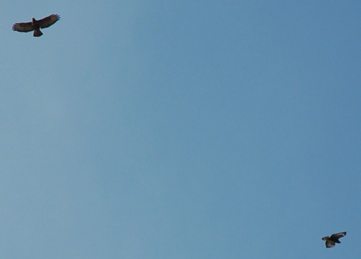 Sesja myszołowów - cz.3