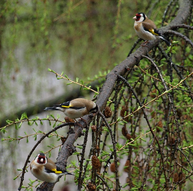 Na tej samej gałęzi...