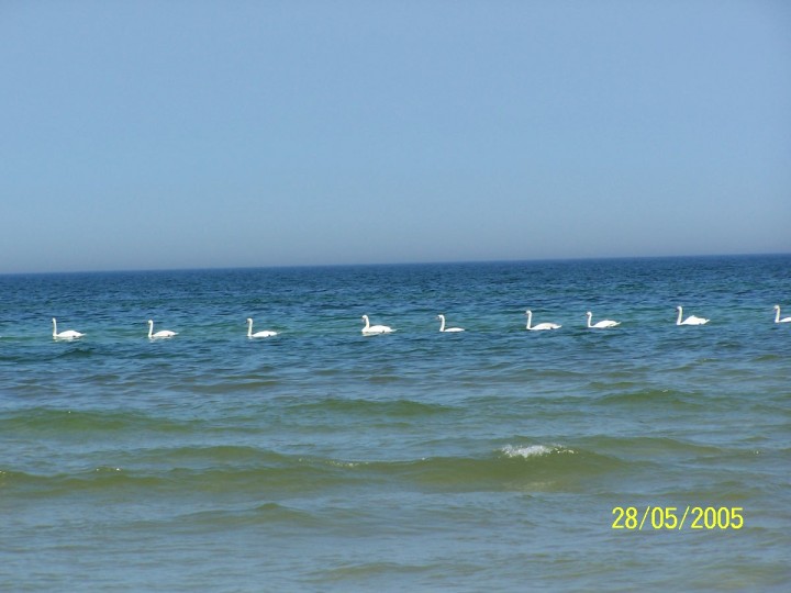 łabędzie nad morzem