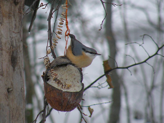 Chwila odpoczynku - sikorki ...