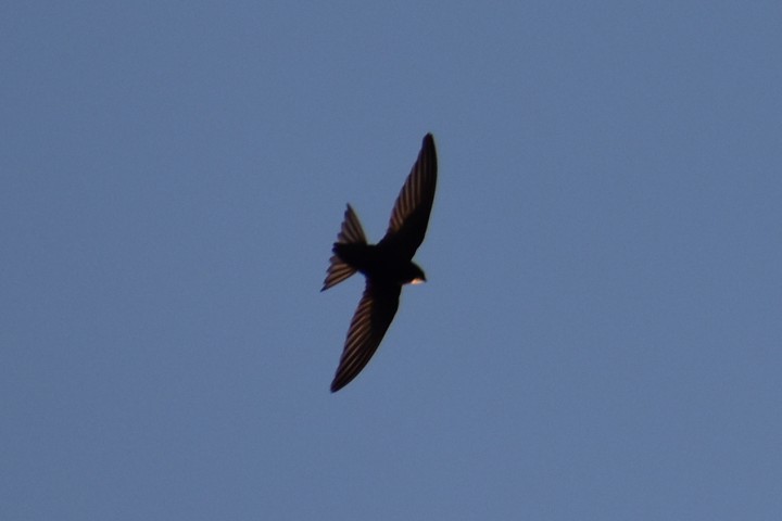 Podniebni Wrocławianie