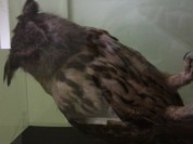 Więcej