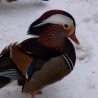 Mandarynek