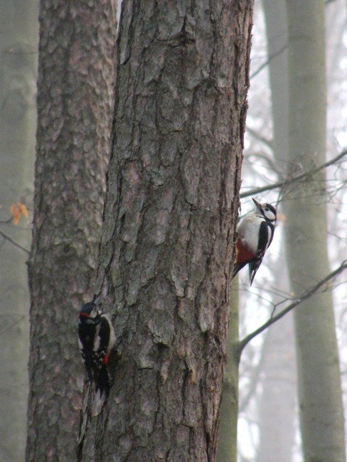 Spotkane podczas spaceru ...