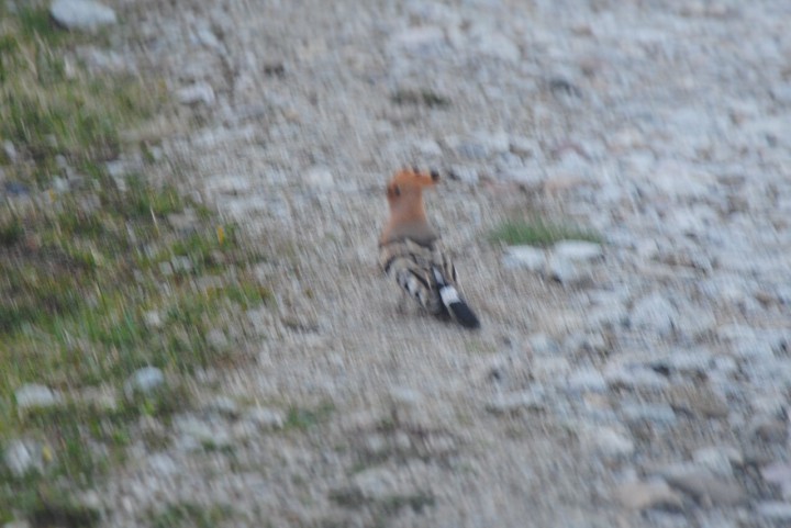 Dudek (zdj. dokumentacyjne)