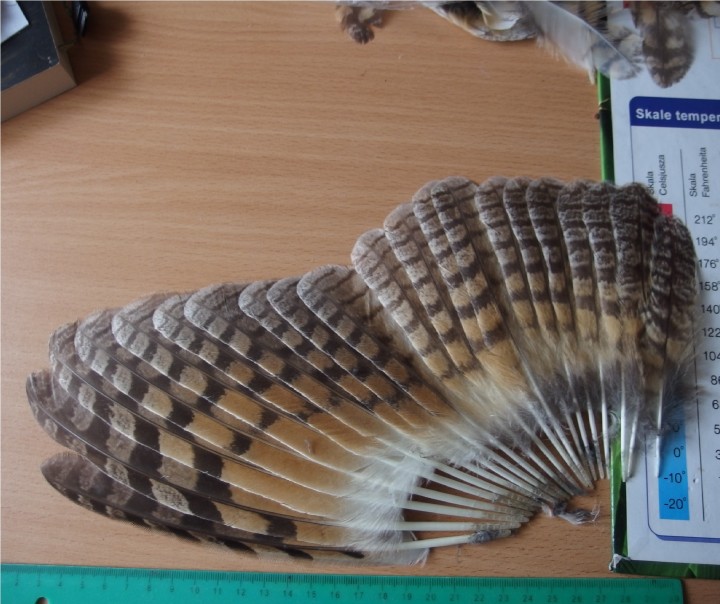 Uszatka , oskub z okolic ...