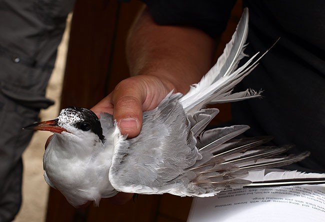 prawie dorosła rybitwa ...