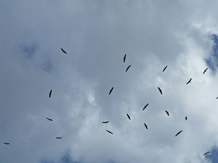 Czyżby już się szykowały ...