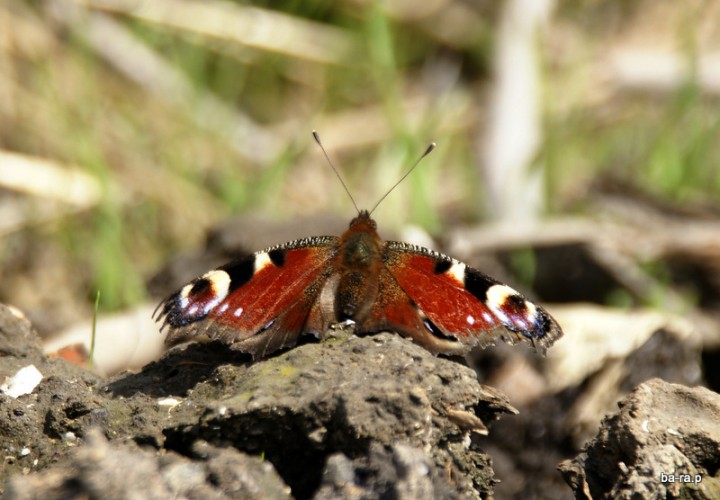 motyl 2