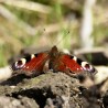 motyl 2