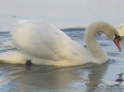 Więcej