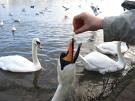 łabędzie