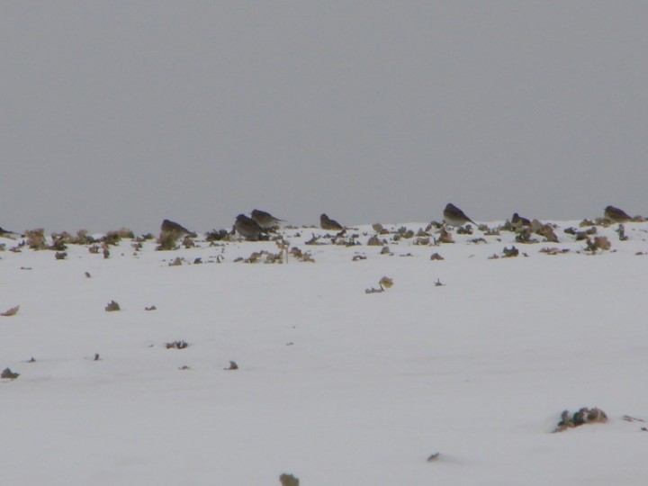 zagadka