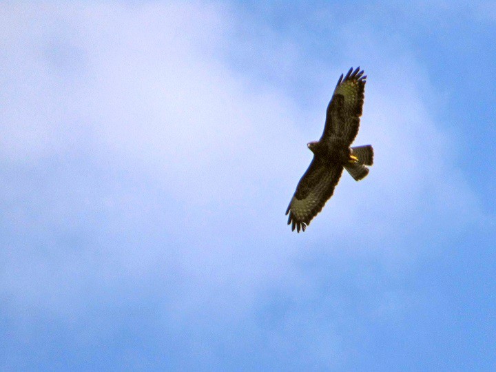 Buteo buteo