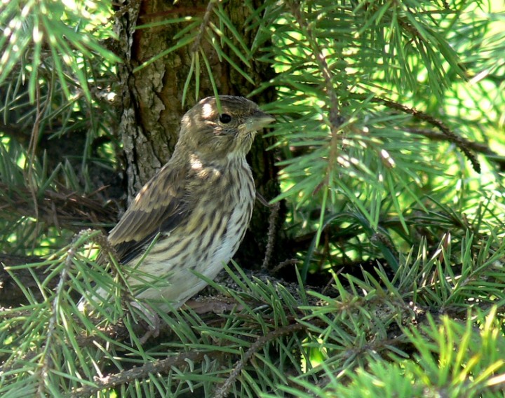Wspomnienie lata - podlot ...