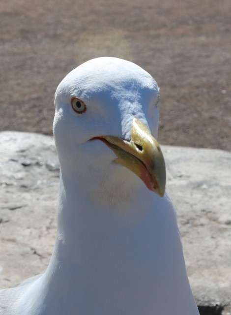 portrecik