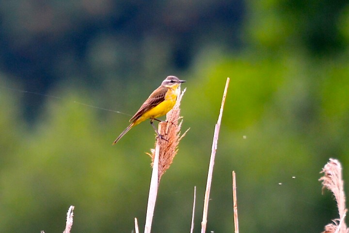 Czy to pliszka żółta?