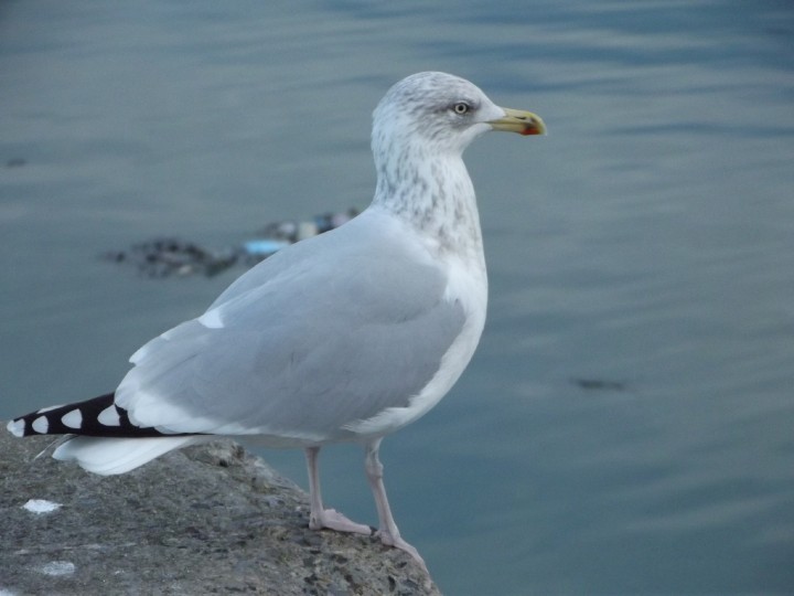 Czy to jest mewa srebrna?