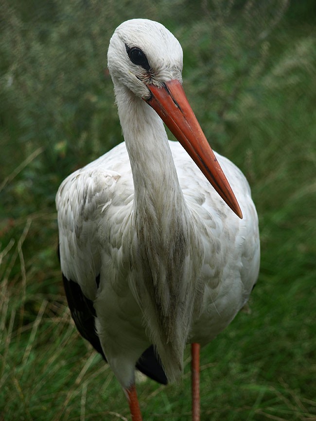 A ja już Afryki nie zobaczę.