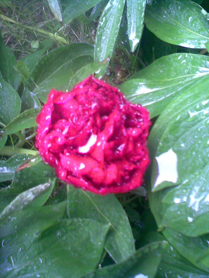 piwonia