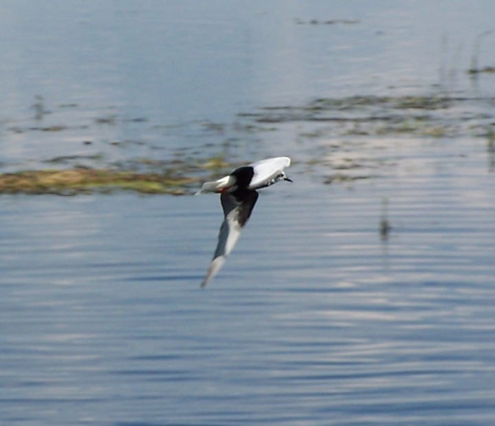 Proszę o uzasadniona ...
