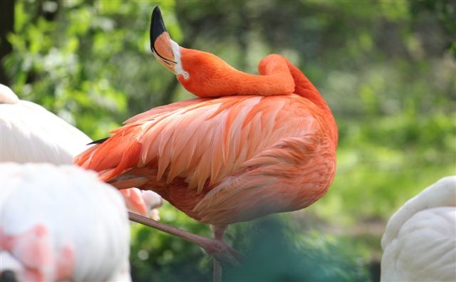 ZOO cz.11