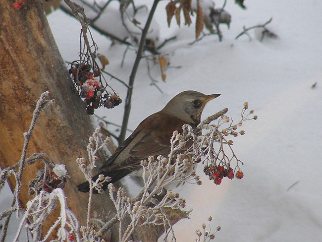 Wśród oszronionych gałązek