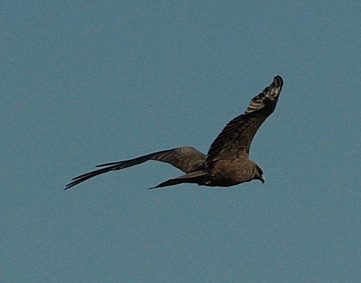 Zagadka dla początkujących ...