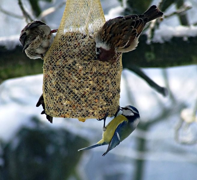 Jedzonka starczy dla ...