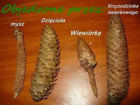 szyszki z kampinosu