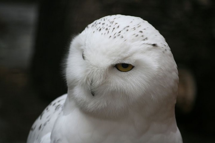 Sowa śnieżna z wrocławskiego ZOO