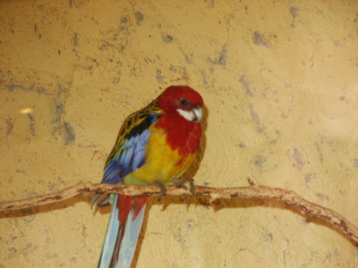 tęczowa papużka