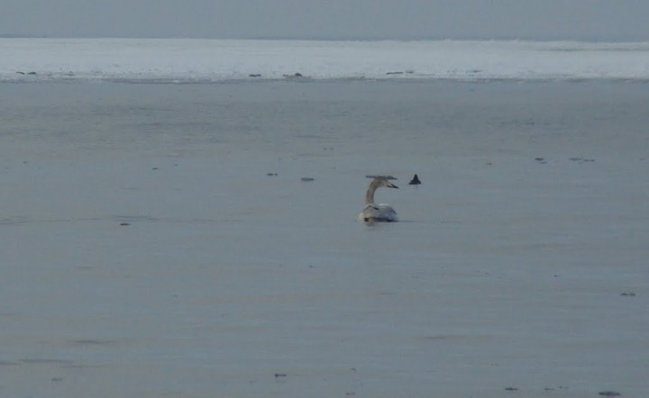 łabędź krzykliwy