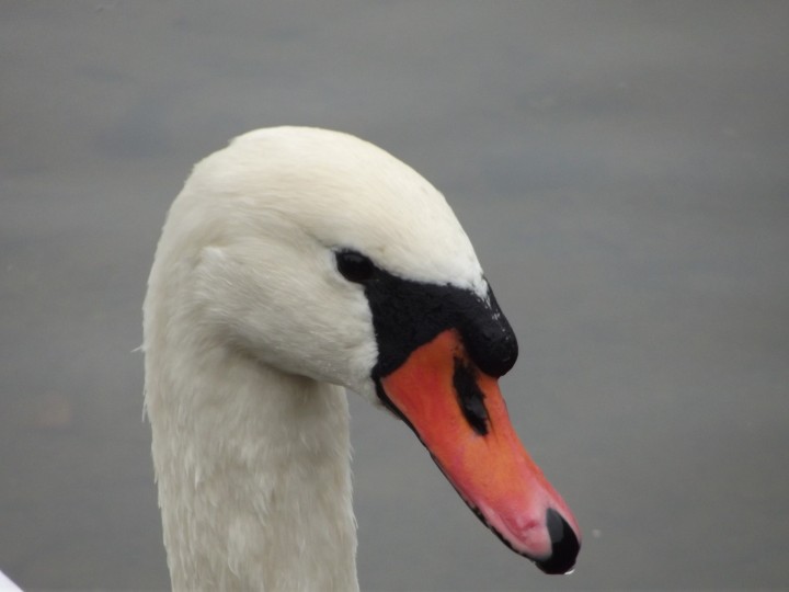 Portret łabędzia niemego