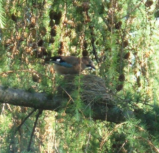 Jedna z tych, co zniszczyły ...