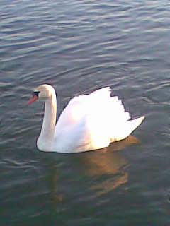 Brzydkie Kaczątko :P