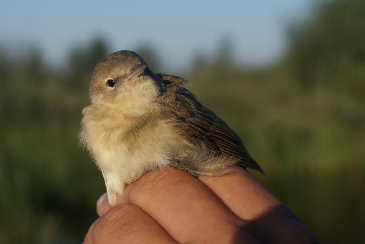 Piegża