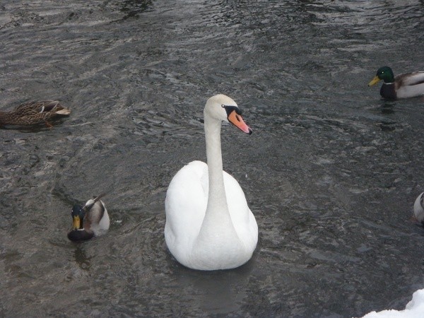 Łabędź niemy