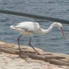 ibis