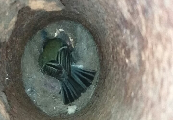 Bogatka z małymi w gnieździe