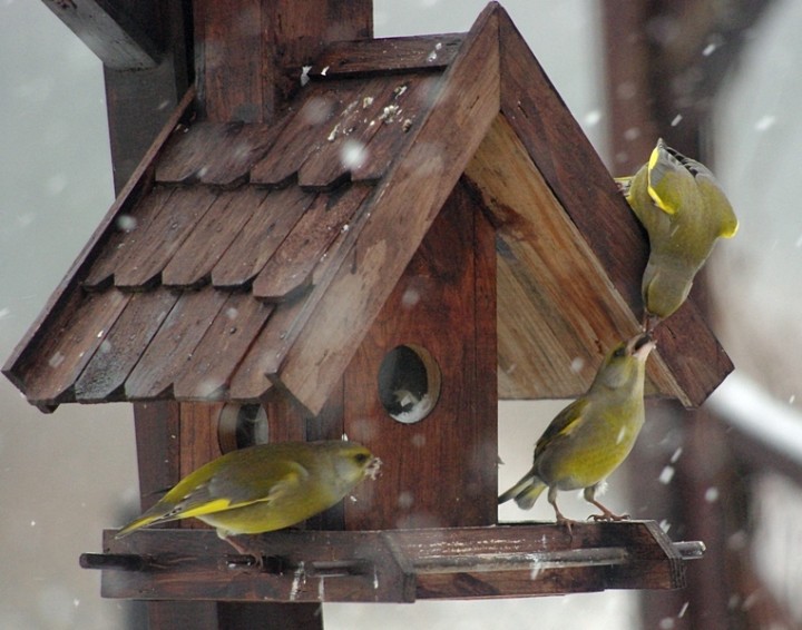 Z dziobka do dziobka