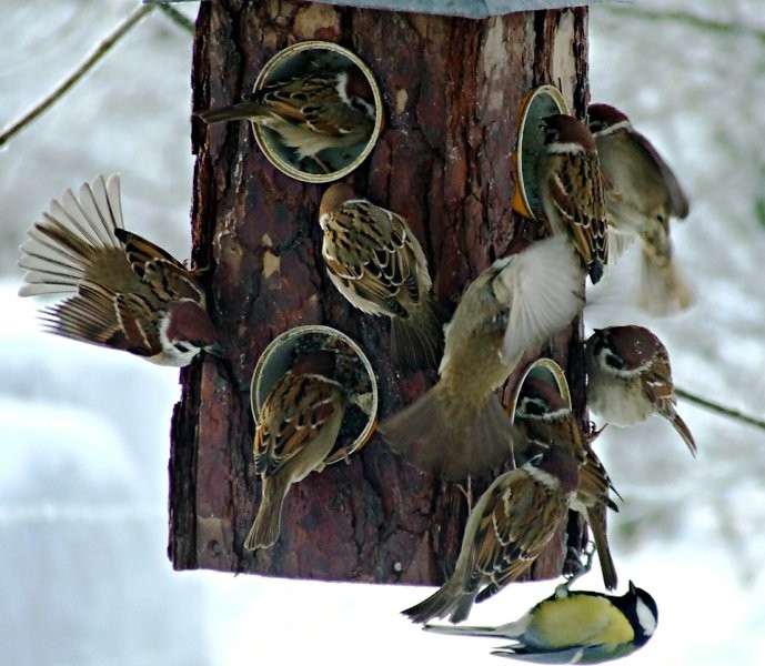 Nalot mazurków. ;-)