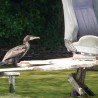 Kormoran ...