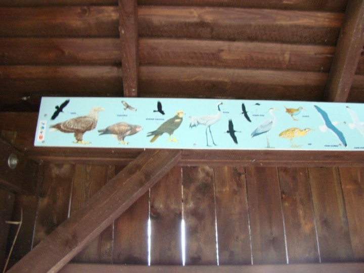 ptaki z ptasiego raju 1