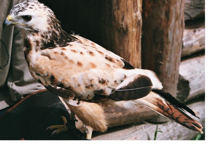 jastrząb