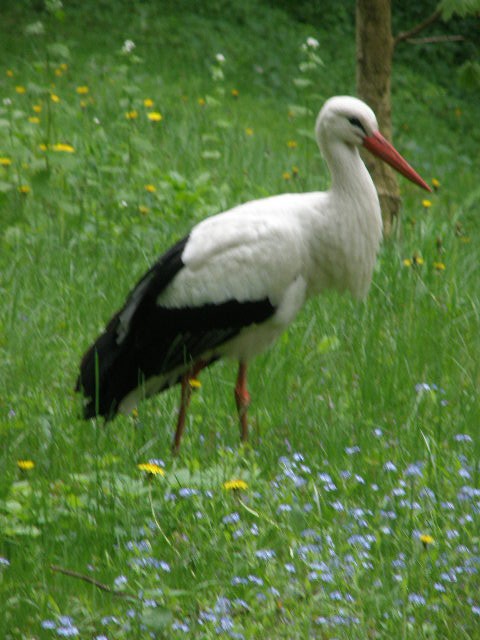 Bocian w Oliwskim zoo