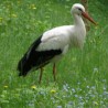Bocian w ...