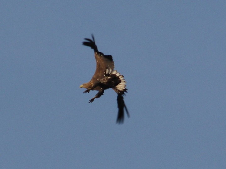 Stawy Milickie - bielik ...