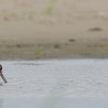 Młode ...